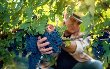 Beerenhof Tegerfelden Aargau Dienstleistungen Winzerei: Anbau, Pflege und Ernte von Blauburgunder, Riesling-Silvaner, Zweigelt und Räuschling