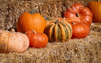 Im Kürbishüsli vom Beerenhof Tegerfelden Aargau gibt's Ess- und Zierkürbisse von September bis Oktober