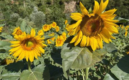 Beerenhof Tegerfelden Aargau produziert Sonnenblumen für die Sonnenblumenöl Produktion