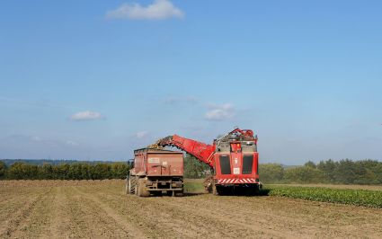 Beerenhof Tegerfelden Aargau Lohnunternehmen für Zuckerrüben Ernte