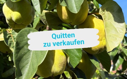 Quitten ab Hof Gygax Ueberthal Aargau zu verkaufen